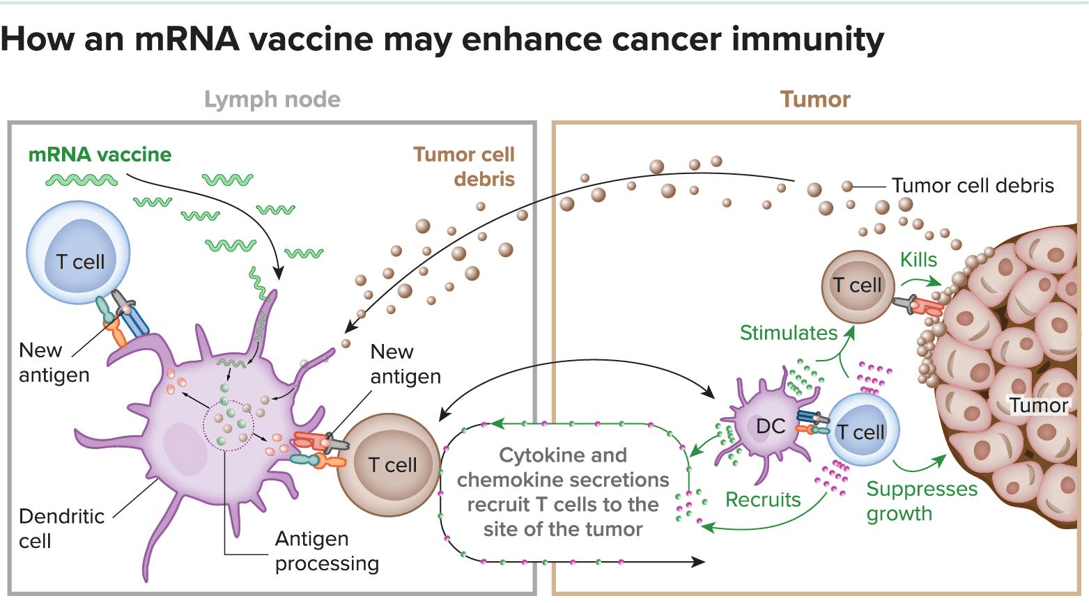 BioNTech's Experimental mRNA Cancer Therapy Misses Its Progression-Free Survival Target