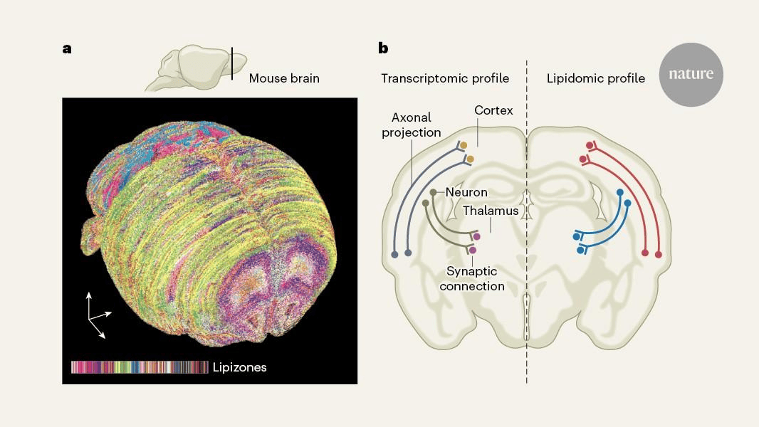 Scientists Map 539 Distinct Chemical Regions in the Mouse Brain